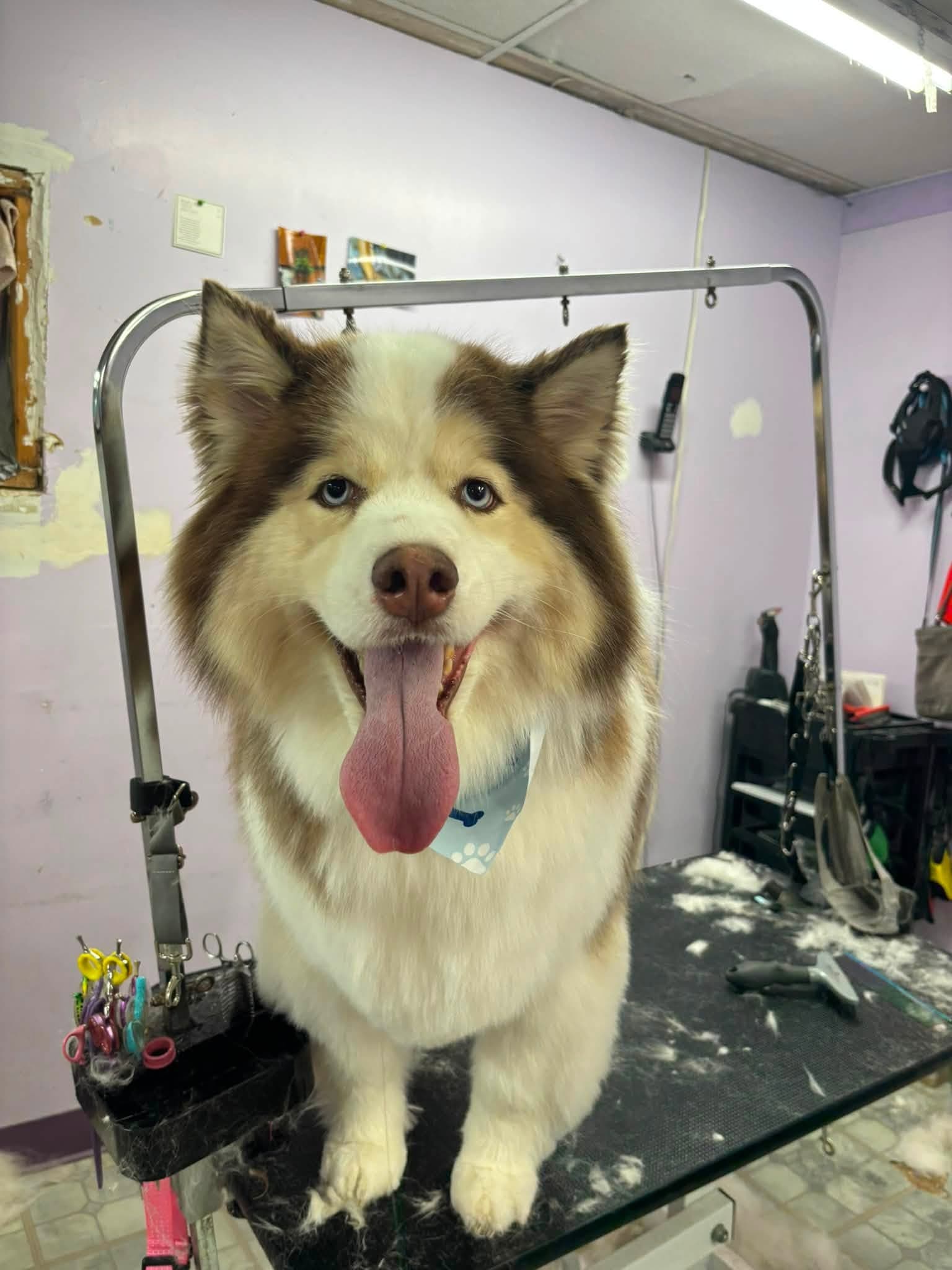 Groomed Alaskan Malamute mix wearing a bandana at Sittin' Pretty Pet Grooming