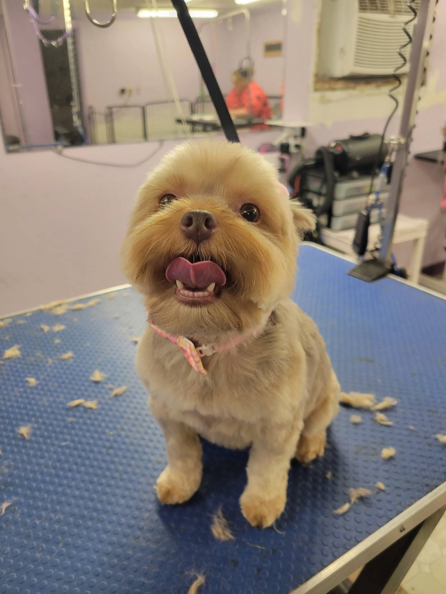 Freshly groomed tan Pomeranian mix with a rounded teddy-bear cut at Sittin' Pretty Pet Grooming