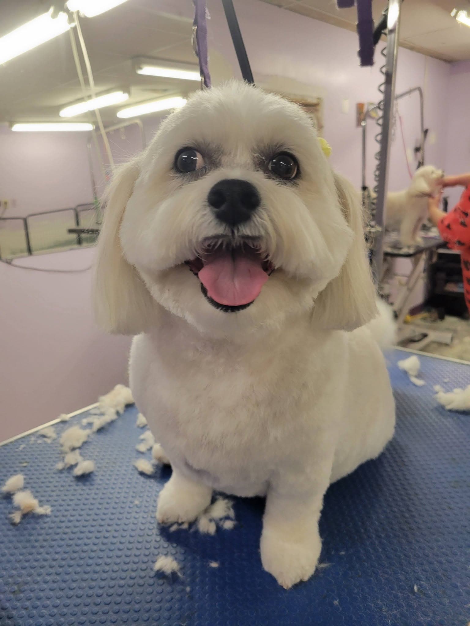 Happy freshly groomed white Shih Tzu mix at Sittin' Pretty Pet Grooming