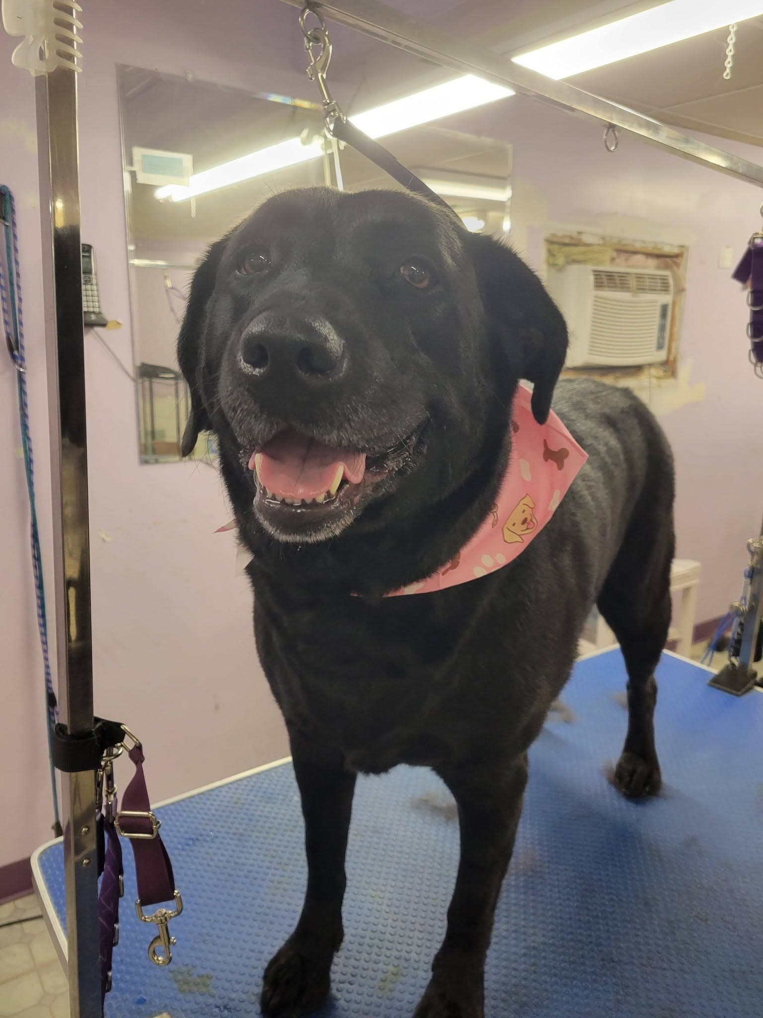 Happy black Labrador retriever wearing a pink bandana after grooming at Sittin' Pretty Pet Grooming