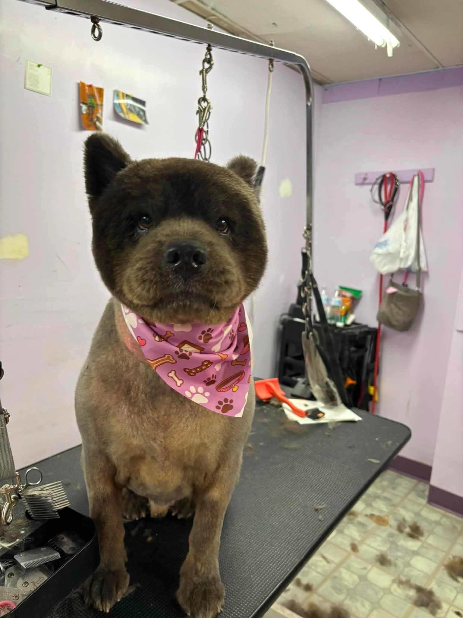 Groomed brown Akita mix wearing a bandana at Sittin' Pretty Pet Grooming