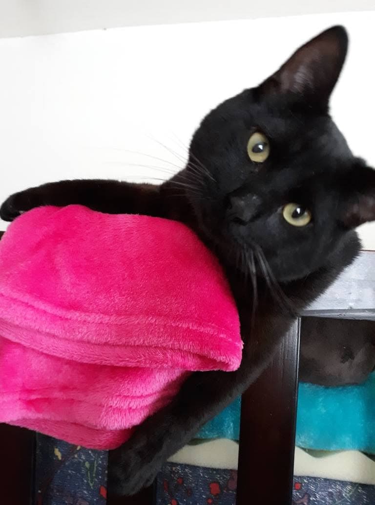 Black cat cared for by Sittin' Pretty Pet Grooming