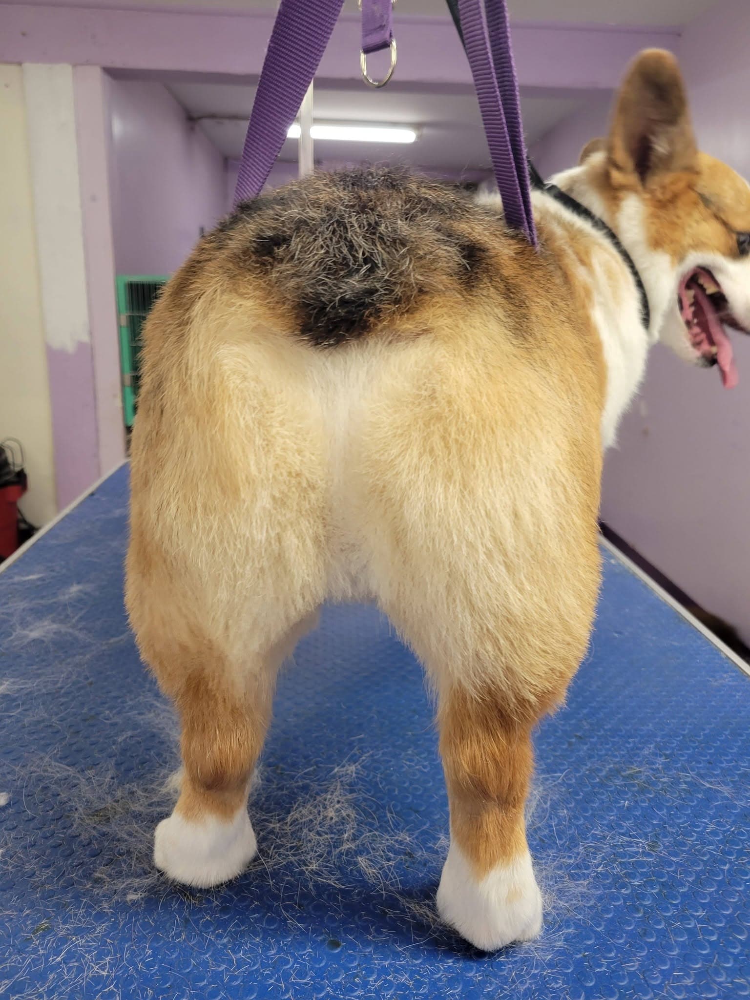 Close-up of careful clipper work on a corgi's coat at Sittin' Pretty Pet Grooming