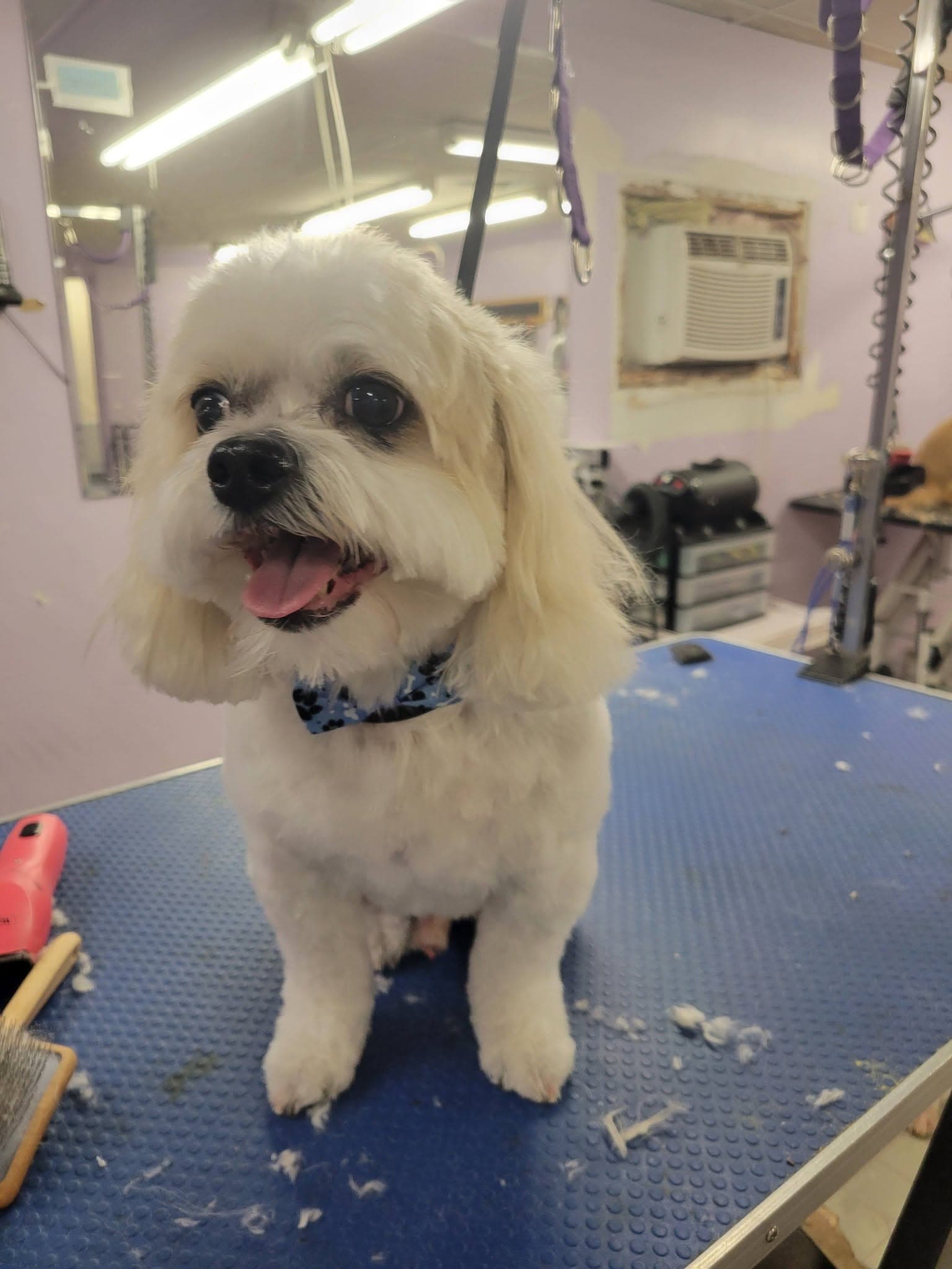 Groomed cream-colored fluffy dog wearing a blue bandana at Sittin' Pretty Pet Grooming