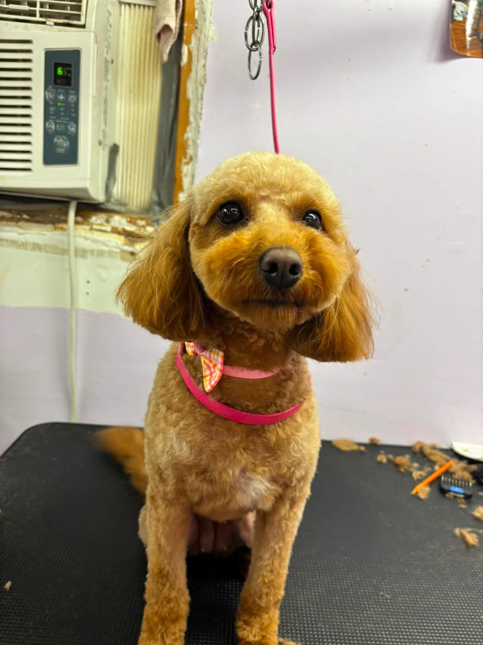 Freshly groomed golden Poodle mix wearing a bow at Sittin' Pretty Pet Grooming