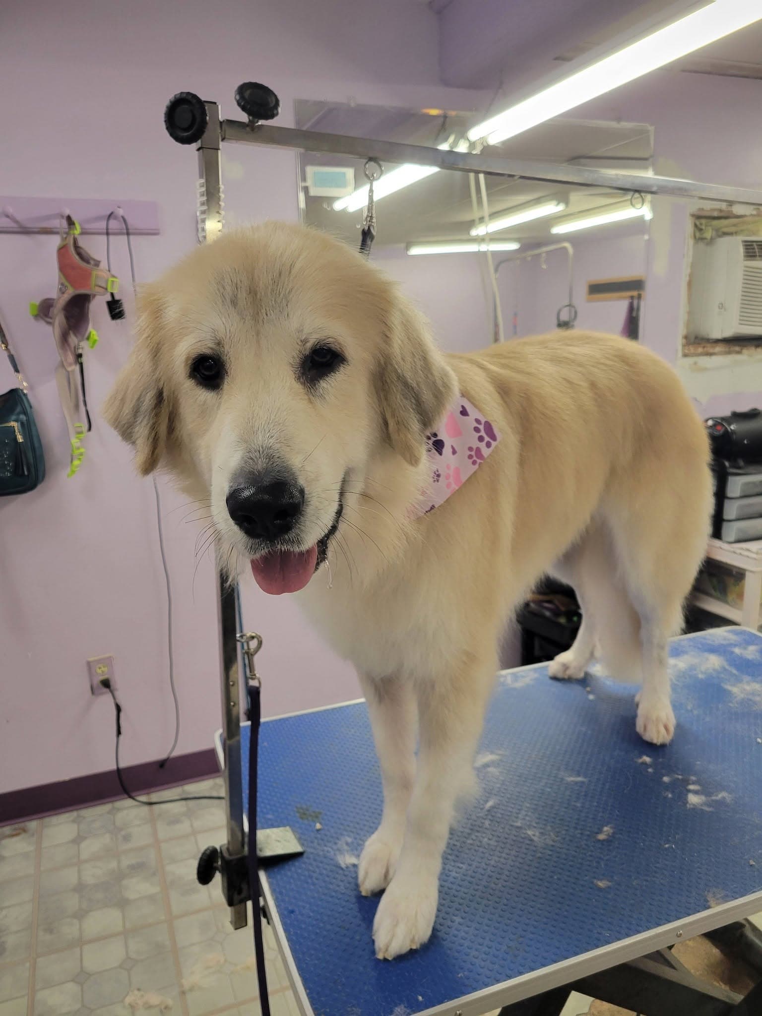 Freshly groomed Golden Retriever wearing a bandana at Sittin' Pretty Pet Grooming