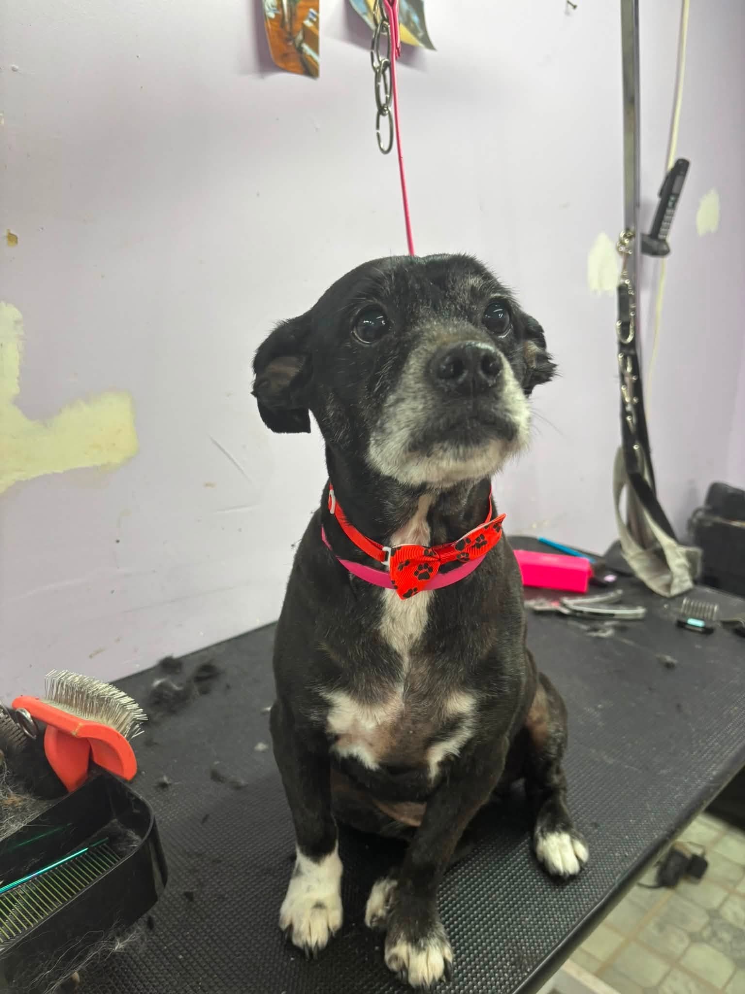 Senior dog with a graying muzzle wearing a red bandana after grooming at Sittin' Pretty Pet Grooming