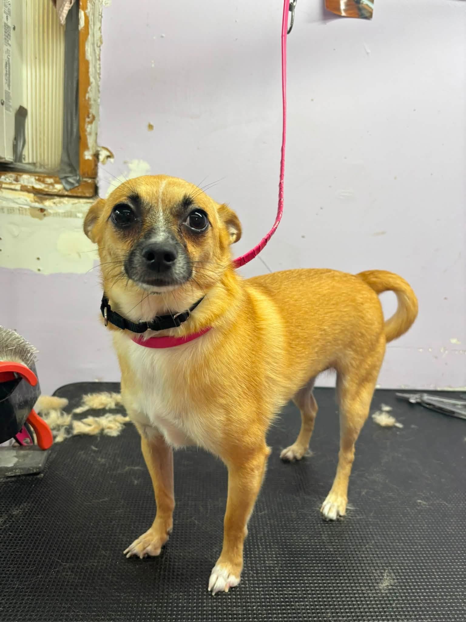 Freshly groomed tan short-haired dog at Sittin' Pretty Pet Grooming