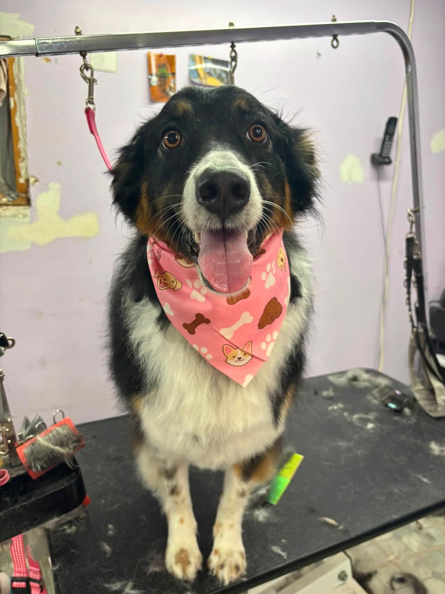 Tri-color long-haired dog wearing a pink bandana after grooming at Sittin' Pretty Pet Grooming