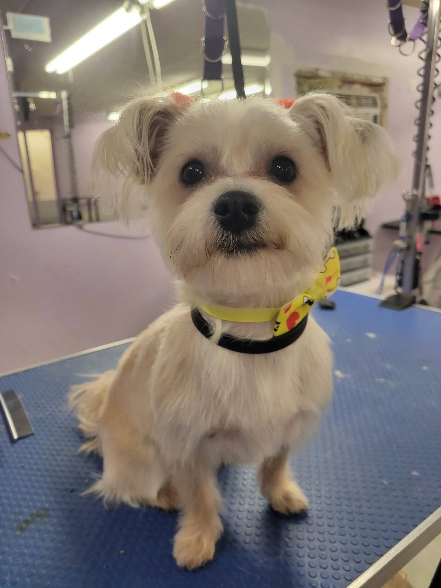 Groomed white Maltese mix wearing bows at Sittin' Pretty Pet Grooming